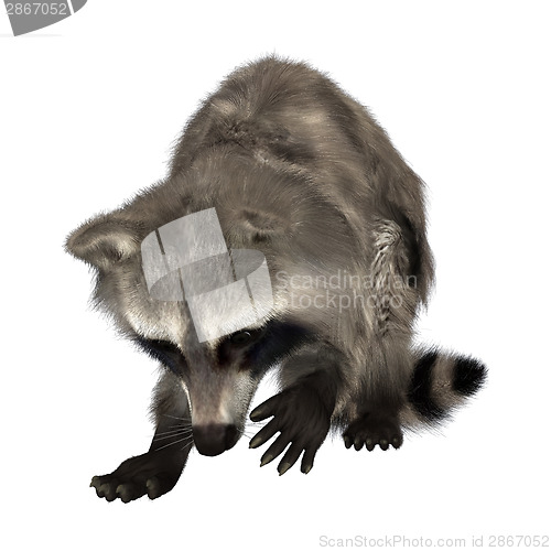 Image of Raccoon