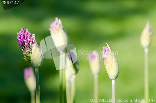 Image of Closeup of unexpanded garlic flower buds dew drops 