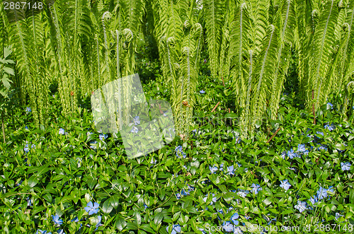 Image of small bluish rambling flowers and garden fern 