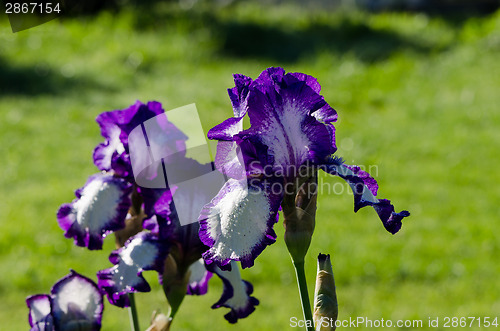 Image of Closeup of dewy multicolor iris flower 