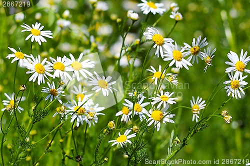 Image of blossoming of a camomile pharmaceutical.