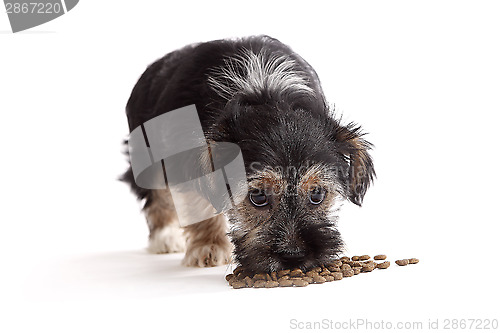 Image of Young Terrier Mix eats dog food