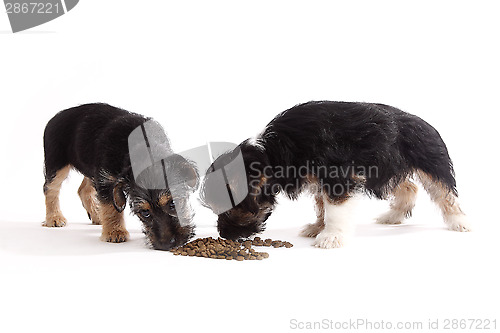 Image of Young Terrier Mix dogs eating food