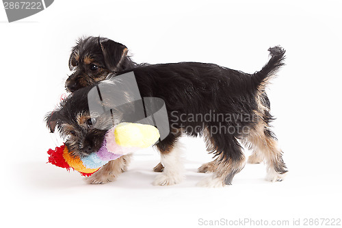 Image of Two young Terrier Mix dogs playing with each other