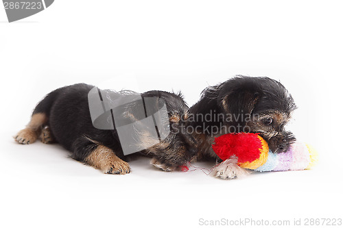 Image of Two young Terrier Mix dogs playing with each other