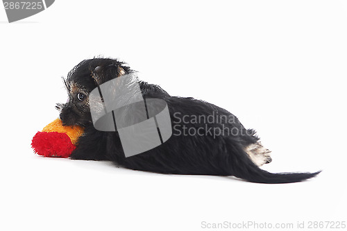 Image of Young Terrier Mix dog play with toy