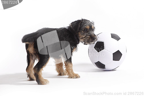 Image of Puppy with football