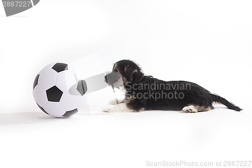 Image of Puppy with football