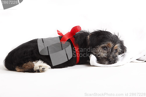 Image of Young puppy with red bow for present