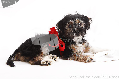 Image of Young puppy with red bow for present