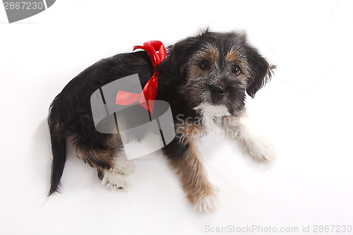Image of Young puppy with red bow for present