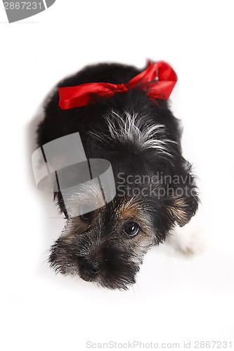 Image of Young puppy with red bow for present