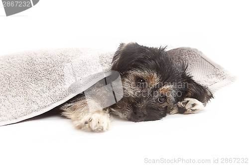Image of Young Terrier Mix on a blanket