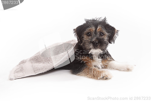 Image of Young Terrier Mix on a blanket