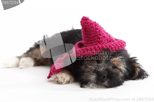 Image of Tired puppy with hat lying on the floor