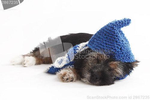 Image of Tired puppy with hat lying on the floor