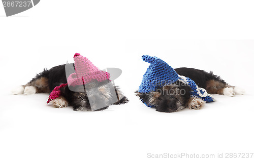 Image of Tired puppies with hats lying on the floor