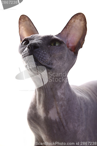 Image of Gray Don Sphynx Cat on white background
