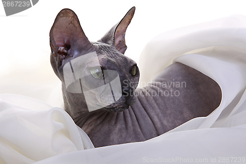 Image of Gray Don Sphynx Cat