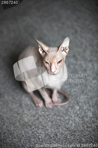 Image of Don Sphynx Cat 