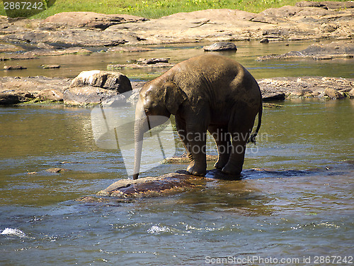 Image of Elephant bathing at the orphanage