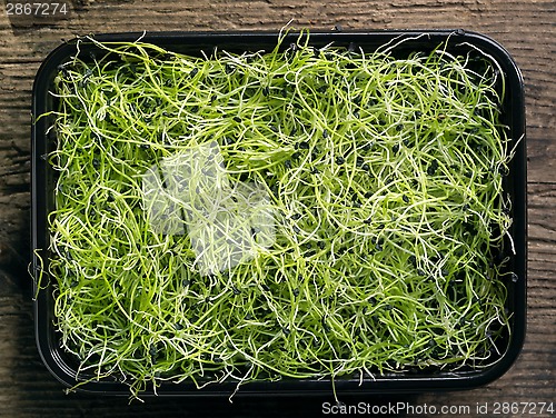 Image of box of garlic sprouts