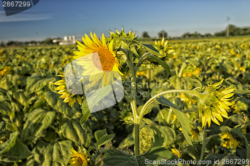 Image of fields of sunflowers at sunset