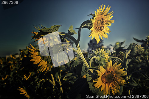 Image of bee on fields of sunflowers at sunset