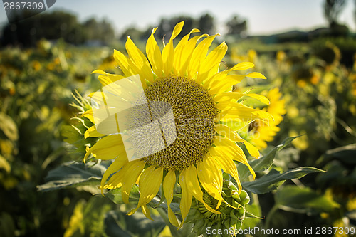 Image of fields of sunflowers at sunset