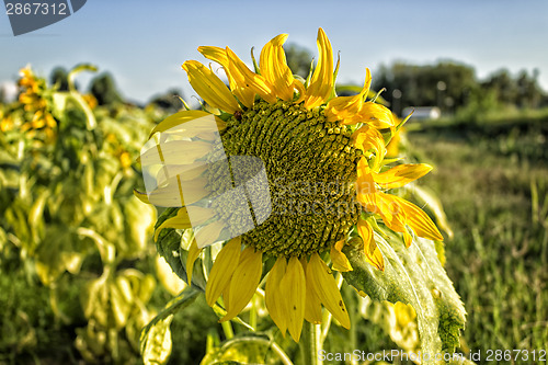 Image of fields of sunflowers at sunset