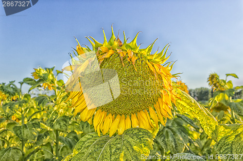 Image of fields of sunflowers at sunset