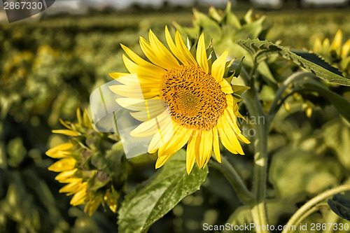 Image of fields of sunflowers at sunset