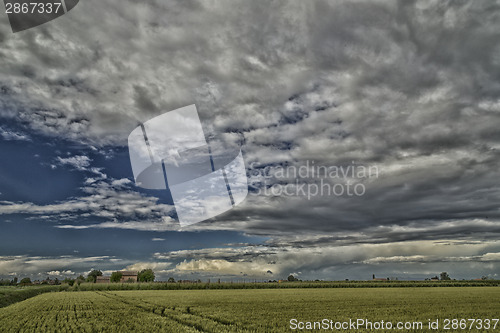 Image of Wheat field in Romagna