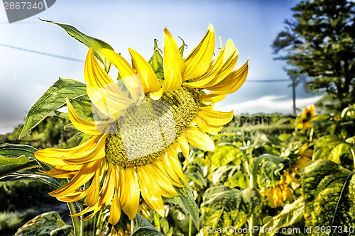 Image of fields of sunflowers at sunset