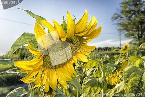 Image of fields of sunflowers at sunset