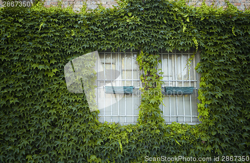 Image of windows surrounded by creeper