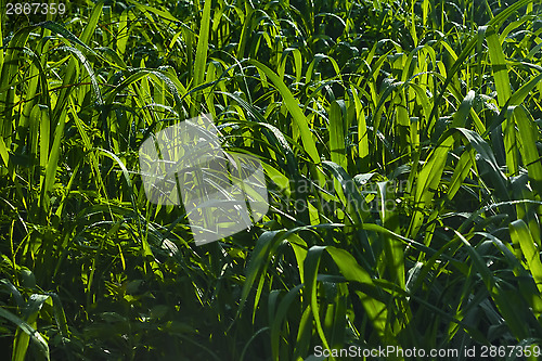 Image of Fresh Green Grass