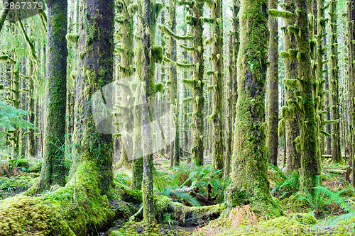 Image of Cedar Trees Deep Forest Green Moss Covered Growth Hoh Rainforest