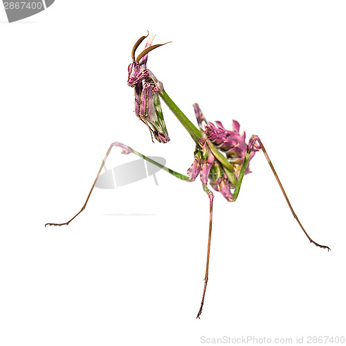 Image of Aliens already on Earth raptorial insect mantis