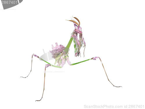 Image of Unusual exotic insect bright colored mantis