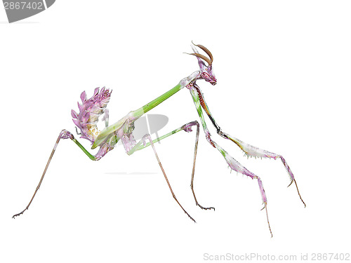 Image of Dangerous predator mantis insect catches prey
