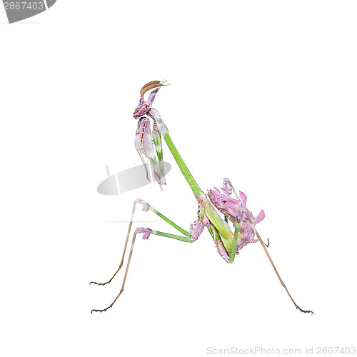 Image of Vibrant colored tropical raptor insect mantis