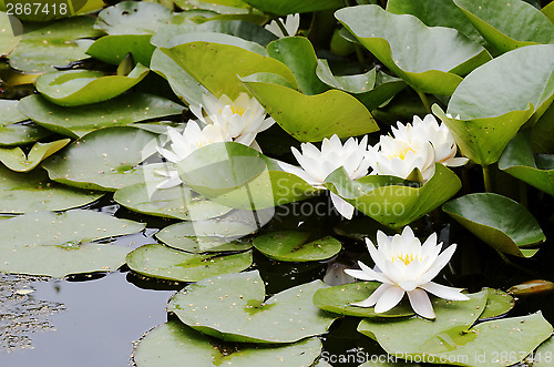 Image of white flowers of water lilies