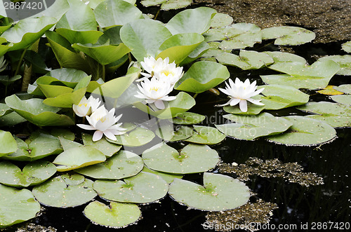 Image of white flowers of water lilies