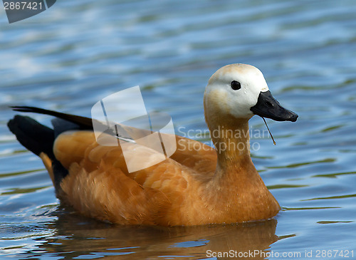 Image of Ruddy Shelduck