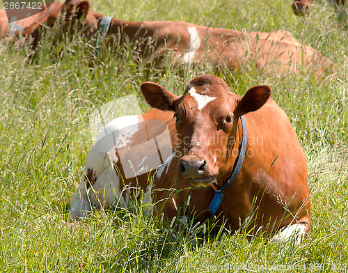 Image of Cow