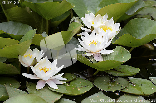 Image of white flowers of water lilies