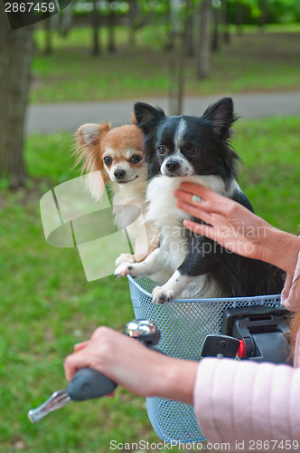 Image of bicycle walking with dogs