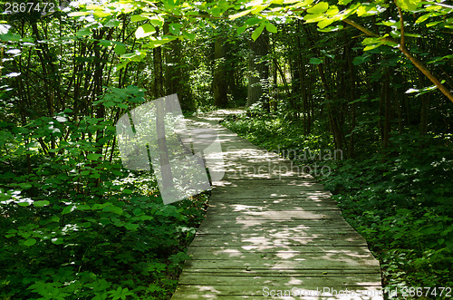 Image of path through park area for cognitive excursion 