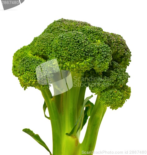 Image of Broccoli on white background. 